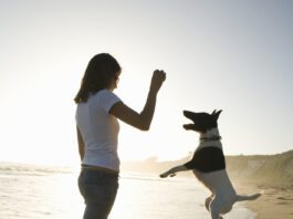 Stop Nipping Young girl standing on beach, playing with dog