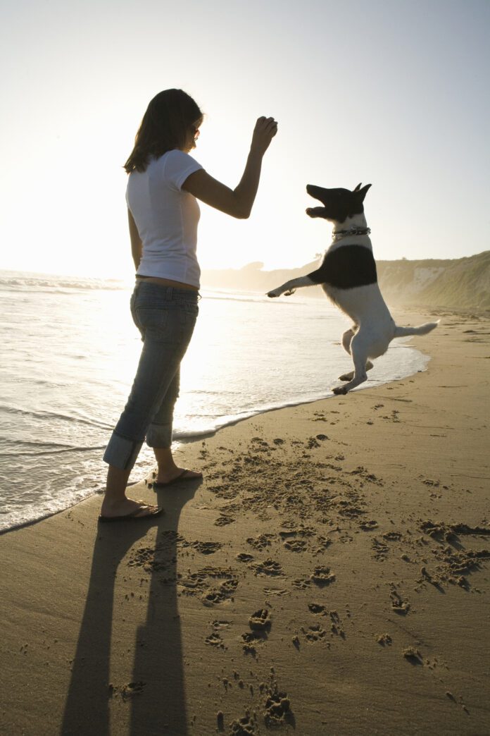 Young girl standing on beach, playing with dog