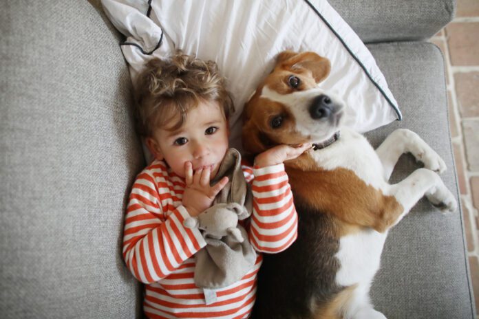 A boy posing with his dog, a beagle