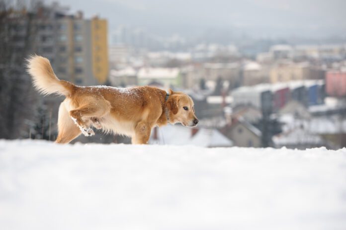 Golden retriever peeing in winter time