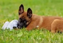 Teaching a puppy to drop it can protect your possessions, and keep your puppy from swallowing something dangerous.