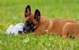 Teaching a puppy to drop it can protect your possessions, and keep your puppy from swallowing something dangerous.