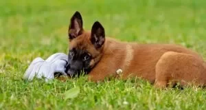 Teaching a puppy to drop it can protect your possessions, and keep your puppy from swallowing something dangerous.