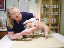 A vet examines a small dog for health issues.