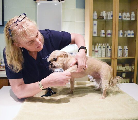 A vet examines a small dog for health issues.