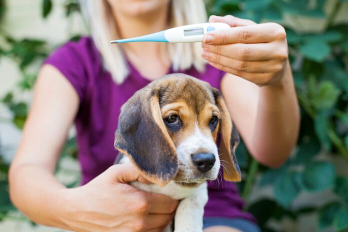 Adorable sick beagle puppy cuddling with female owner