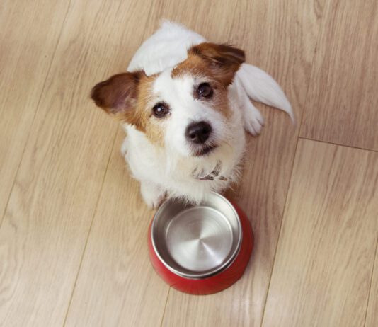 What to Give a Dog for an Upset Stomach Hungry dog food with a red empty bowl. High angle view.