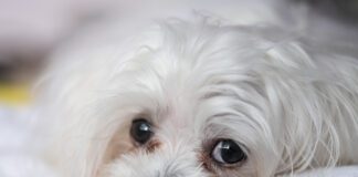 Cute Maltese puppy dog close up head-shot of the eye detail with typical tear staining around the eye.