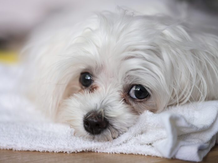 Cute Maltese puppy dog close up head-shot of the eye detail with typical tear staining around the eye.