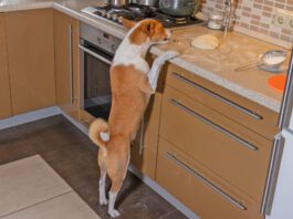 Hungry and impudent basenji dog trying to steal pizza dough on a kitchen bar while being home alone
