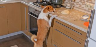 Hungry and impudent basenji dog trying to steal pizza dough on a kitchen bar while being home alone