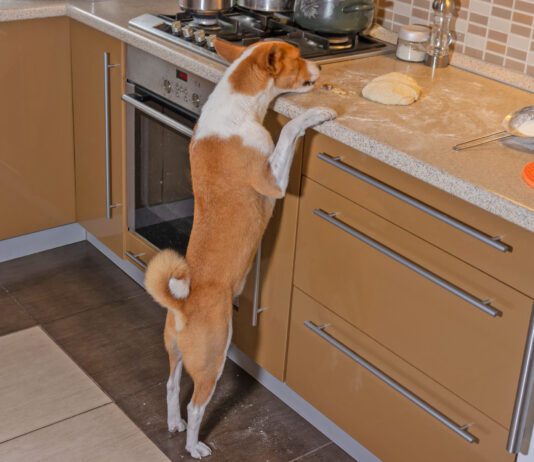 Pancreatitis in dogs can be caused by the ingestion of high fat foods like butter.