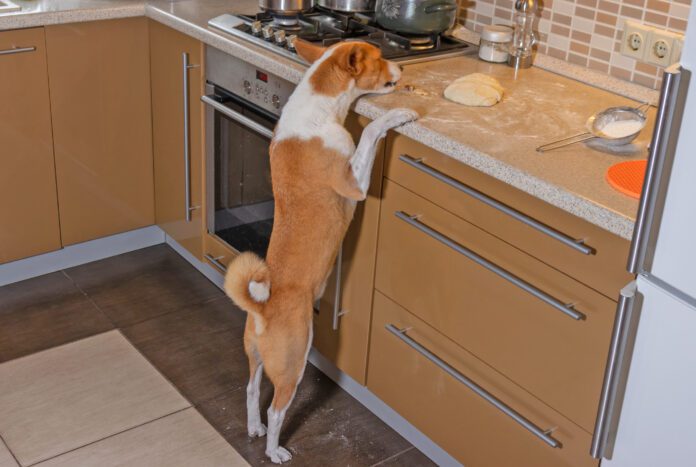 Pancreatitis in dogs can be caused by the ingestion of high fat foods like butter.