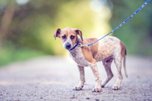 An anxious mixed breed rescue dog on a blue leash looks guardedly at the camera.