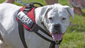 A large white dog in harness marked deaf dog pants.