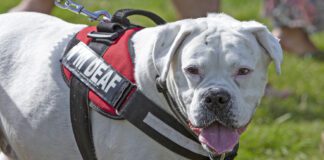 A large white dog in harness marked deaf dog pants.