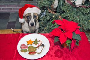 A cute dog waiting for Santa with home made cookies.