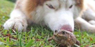 Toad Swell on The Lawn After Meeting Siberian Husky