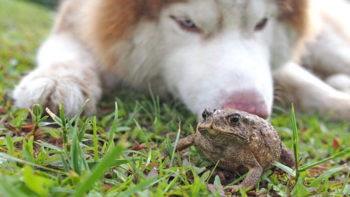 Toad Swell on The Lawn After Meeting Siberian Husky