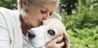 Taking Care of Your Senior Dog eBook from Whole Dog Journal