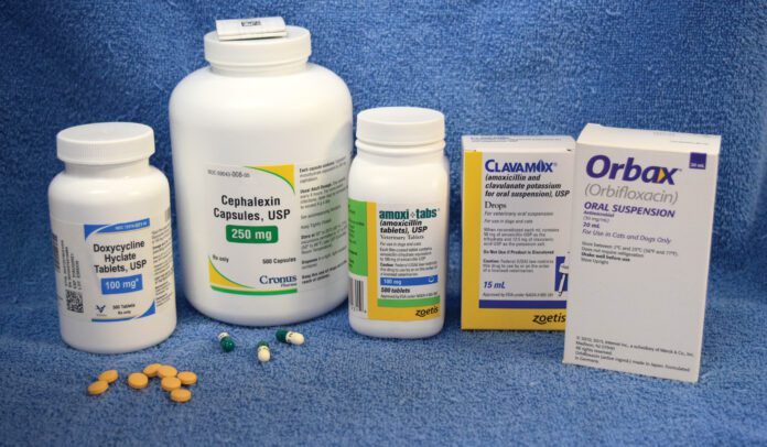 A group of pill bottles containing common antibiotics for dogs.