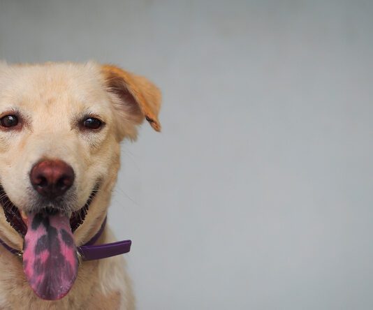 A cheerful dog displaying its tongue with pigmented black spots.