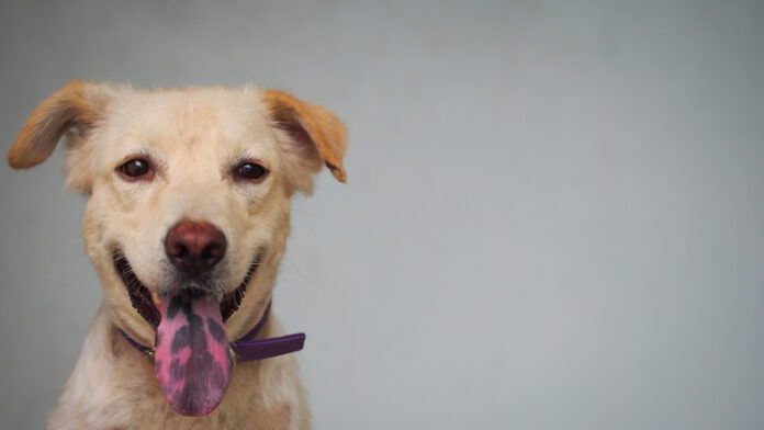 A cheerful dog displaying its tongue with pigmented black spots.