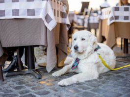 Maremmano abruzzese sheepdog sitting near the table at italian cafe terrace. Adorable huge white dog with shawl