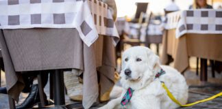 Maremmano abruzzese sheepdog sitting near the table at italian cafe terrace. Adorable huge white dog with shawl