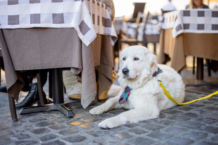 Maremmano abruzzese sheepdog sitting near the table at italian cafe terrace. Adorable huge white dog with shawl