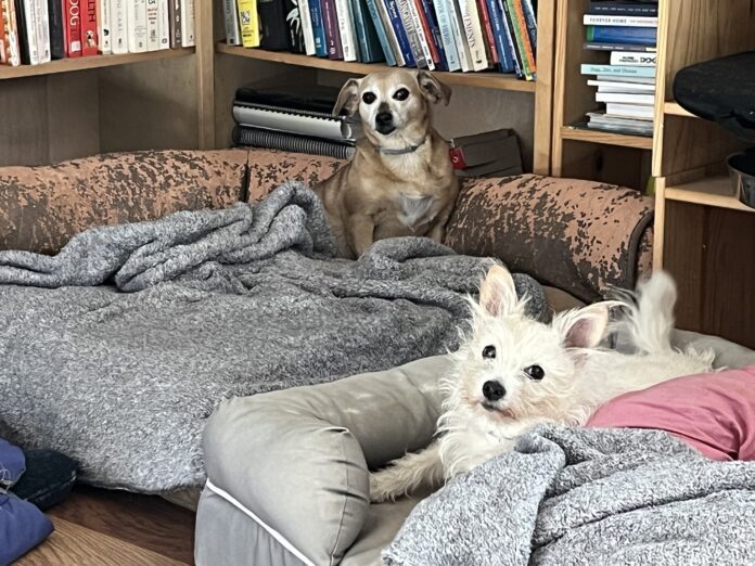 Two adorable dogs relaxing on the furniture while guests at the author's house.