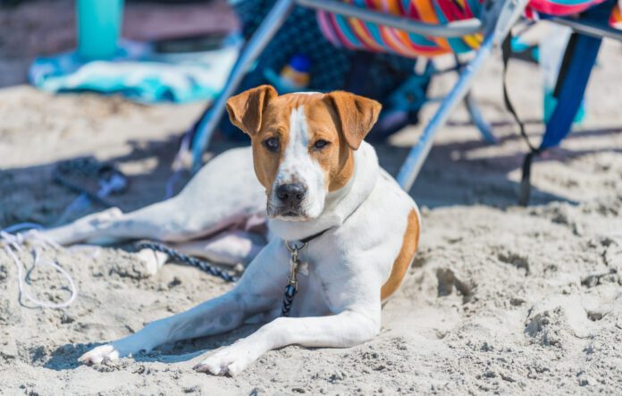 A cute brown and white mixed breed dog stares at the camera as it lays comfortably on the beach surrounded by beach chairs.