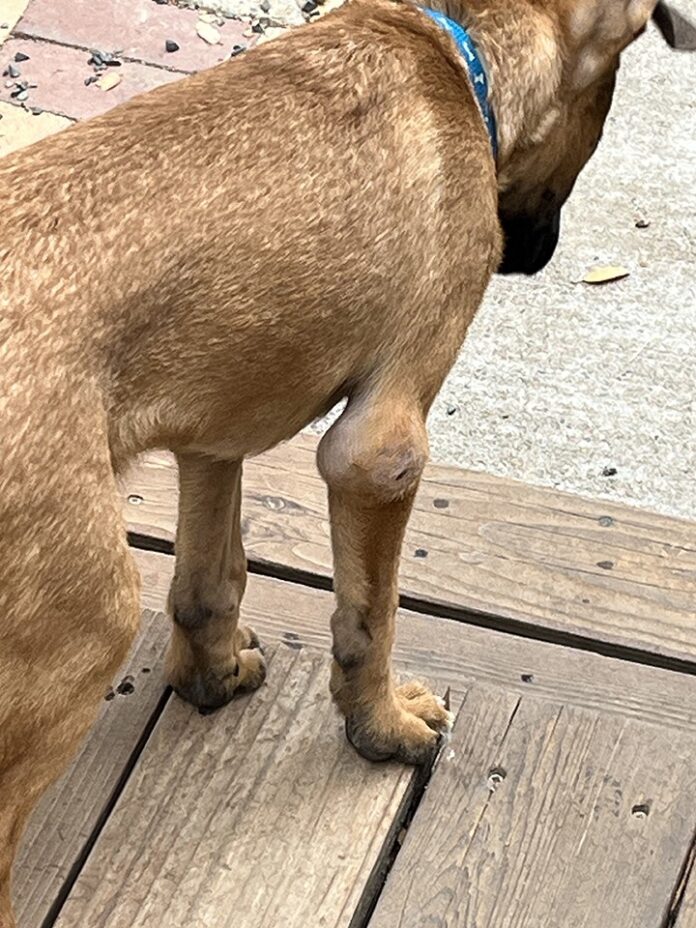 A small brown dog with a large swelling on his elbow.