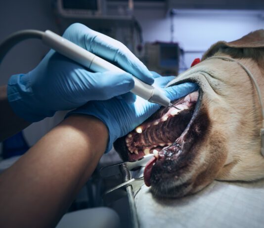 Dog Teeth Cleaning A dog teeth cleaning begins with a thorough exam and sedation.