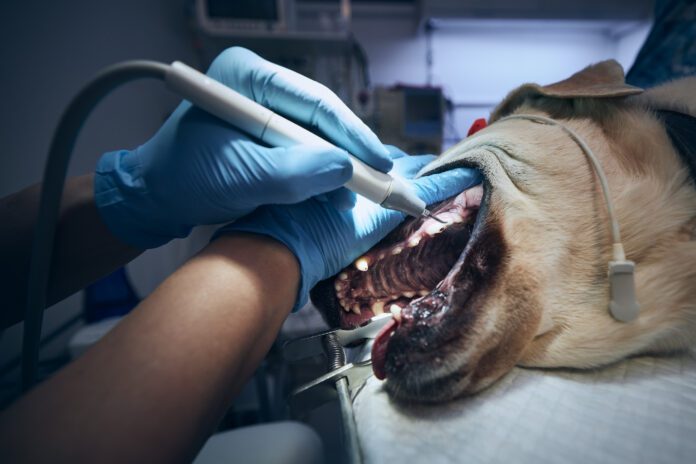 Veterinarian during examining and cleaning dog teeth. Old labrador retriever in animal hospital.