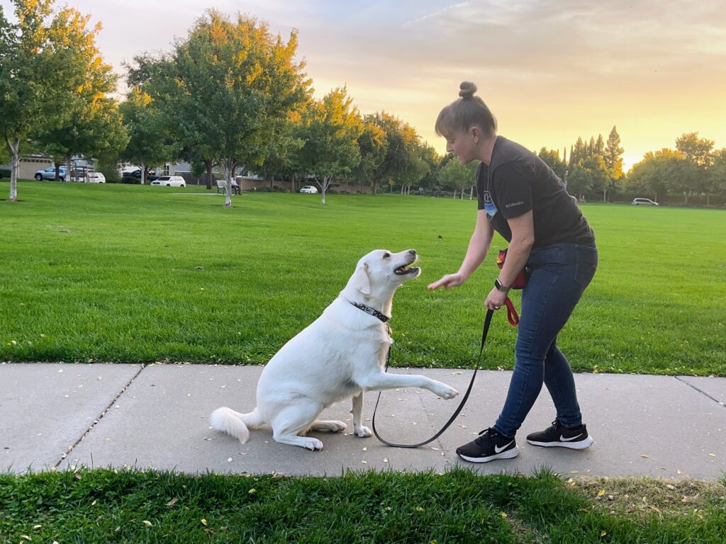 A woman teaches her dog the final step of the cue process without a lure.