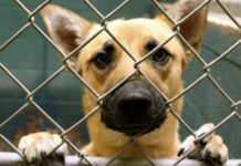 Espanola, New Mexico, United States. Rescue dog at animal shelter.