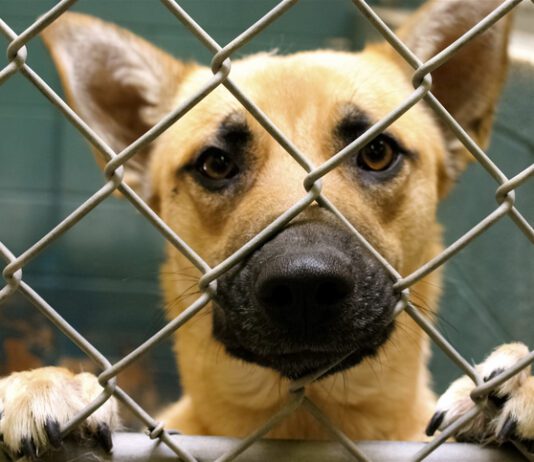 Espanola, New Mexico, United States. Rescue dog at animal shelter.