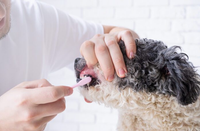 Pet care. Owner brushing teeth of cute mixed breed dog at home