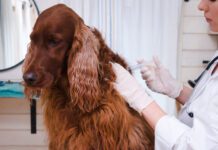 Dog vaccinated by veterinarian