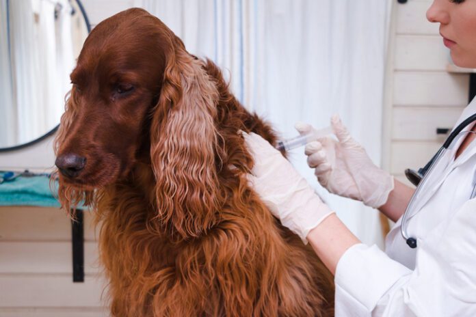 Dog vaccinated by veterinarian