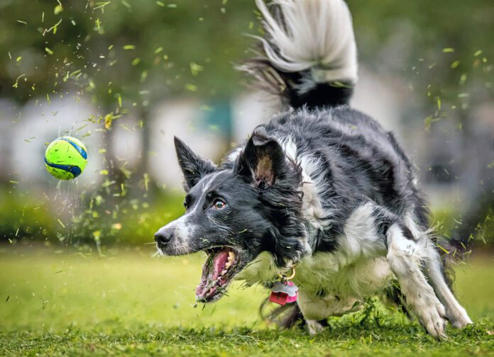 A black and white Border Collie sprints after a ball in the grass.