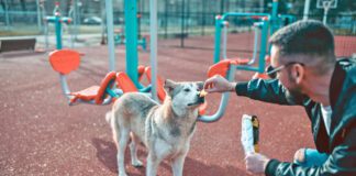 Male Feeding Stray Dog While Eating Chips On Outdoor Gym
