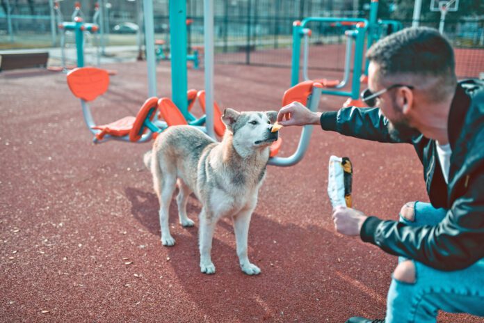 Male Feeding Stray Dog While Eating Chips On Outdoor Gym