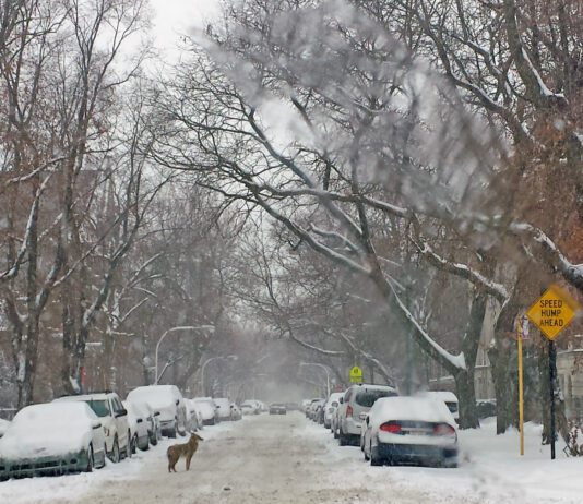 Coyote on city street in winter storm