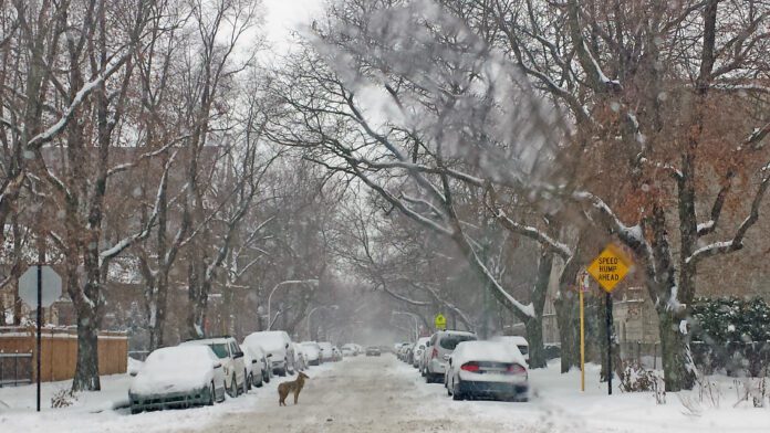 Coyote on city street in winter storm