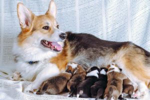 Welsh Corgi Pembroke dog feeds six newborn puppies, lies on white couch. Happy family. Pets. Childhood. Maintenance and feeding of pets. Dog breeding. Positive emotions. Raising puppies.