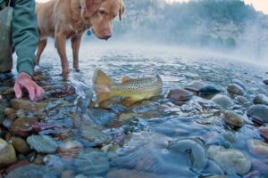 A fly-fisherman and his dog watch as a Brown Trout is released back to the river.
