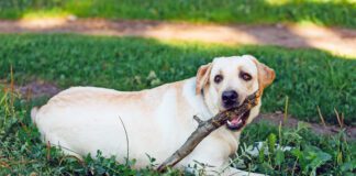 White Labrador Retriever Dog Sitting In Green Grass and Chewing Wooden Stick On Grass