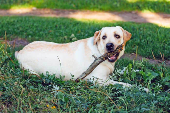 White Labrador Retriever Dog Sitting In Green Grass and Chewing Wooden Stick On Grass